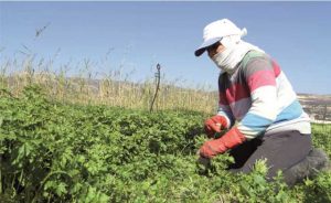 Hatay Maydanozu, yabancı sofralara da lezzet katıyor