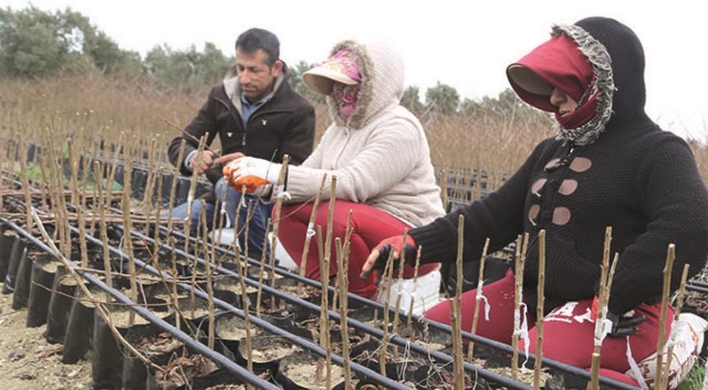 Fidanlı Mahallesi’nde yetiştirilen zeytin,