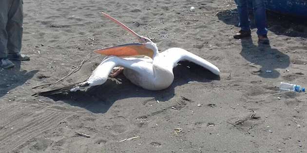 Sahilde Yaralı Pelikan