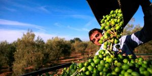 Zeytin üreticisine uyarı