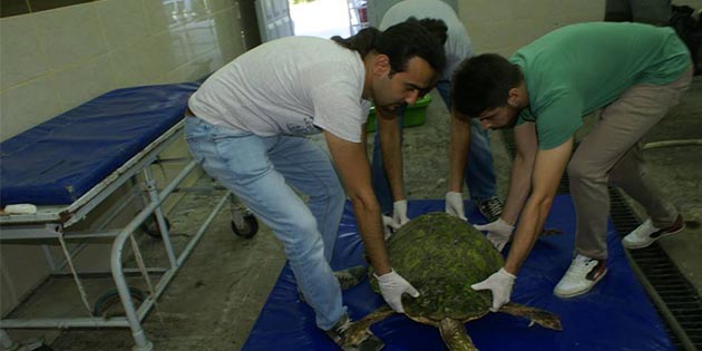 Arsuz ilçesinde bulunan yaralı caretta caretta tedavi altına alındı. Sahilde