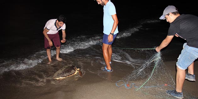 Ağa takılan Caretta Caretta