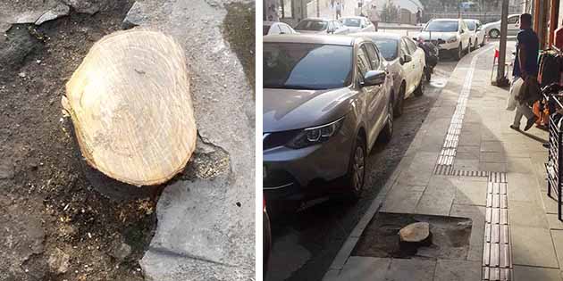 Geldiler, Kestiler! Günlük koşuşturmacaları arasında kullandıkları yol üzerinde bulunan ağaçlardanbirinin