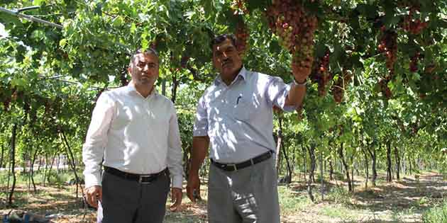 İlimizde üzüm hasadına başladı