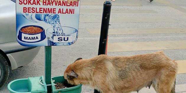 Hatay Büyükşehir Belediyesi, kentin