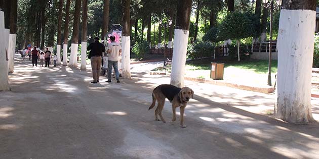 Başıboş köpekler, vatandaşların yoğun