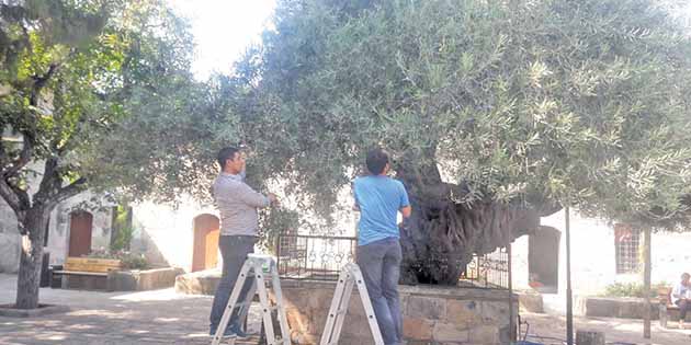 Dünyadaki bütün zeytin ağaçlarının