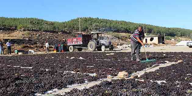 Hatay’da üzüm üretiminin yaklaşık