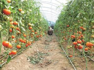 Genel ihracat içinde, Hatay 11. Sırada