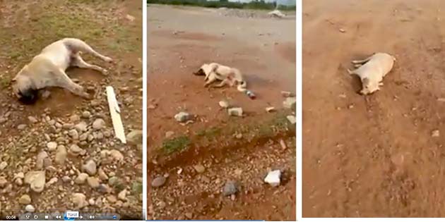 Güne damgasını vuran olay, Kırıkhan’da boş bir arazide geçtiğimiz hafta