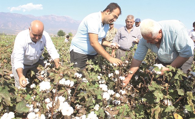 Hassa’da pamuk hasadı başladı