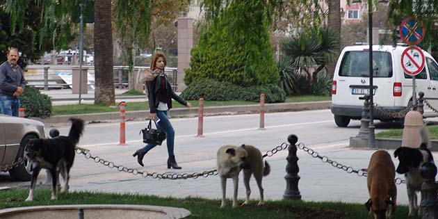 Başıboş köpekler, kent merkezinde