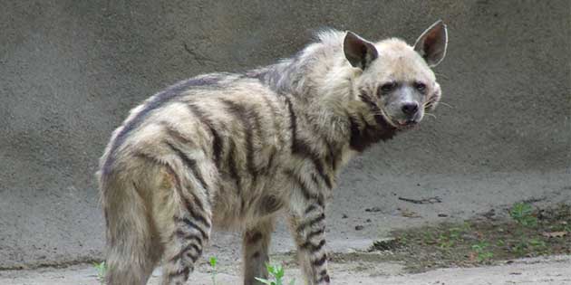Kamerada Görüldü! -Hatay’da nesli tükenmekte olan Çizgili Sırtlan, Dağ Ceylanı
