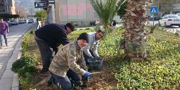 Alanlara Çiçek Samandağ Belediyesi Park ve Bahçeler Müdürlüğü, ilçede park,