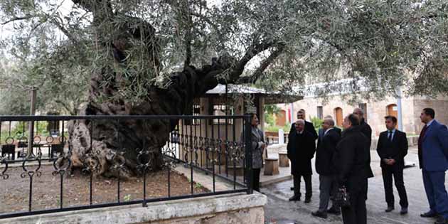 MEB Bürokratları, Payas’taki 1500 yıllık zeytin ağacı önünde fotoğraf çektirdi.