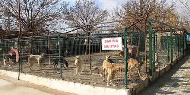 Sahipsiz Hayvanları Unutmayın Antakya