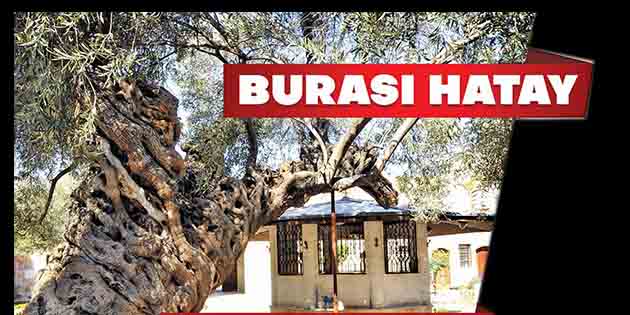 Payas’taki ağaç, yılda 300 kg zeytin veriyor… İlimiz Payas ilçesinde