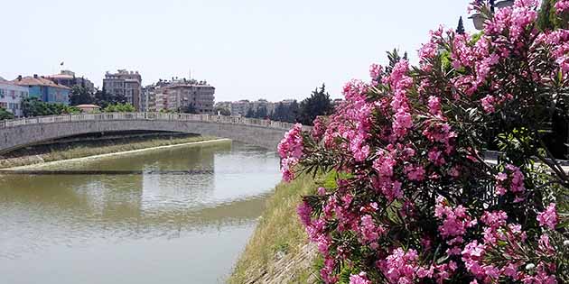 Antakya’da Çiçek Açtı Bir