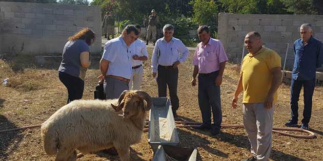 15 Koyun 68 koyuna yükseldi… Antakya’da bir besiciye İlçe Kaymakamlığı