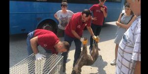 Hayvanlara yapılan vahşetin bir parçası gibi gösterilmemiz üzücü