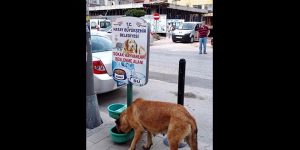 Sokak hayvanları tok…