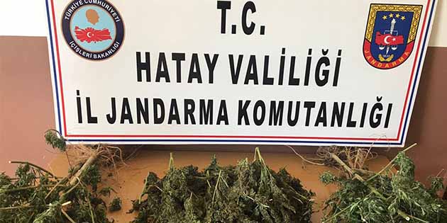 Jandarma’dan Reyhanlı, Defne ve Arsuz’da 5 uyuşturucu operasyonu: