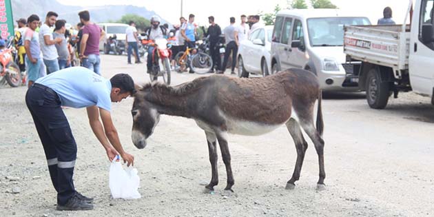 Eşek… Samandağ Belediyesi zabıta