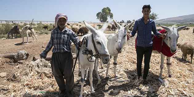 “Beyaz Eşekler” koruma altında … Reyhanlı ilçesinde, güçlü yapısı ve