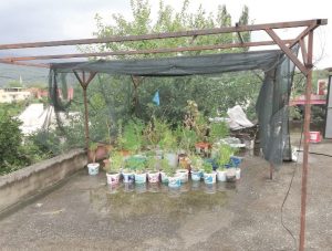 Yayla evi damlarında Hint kenevirleri …