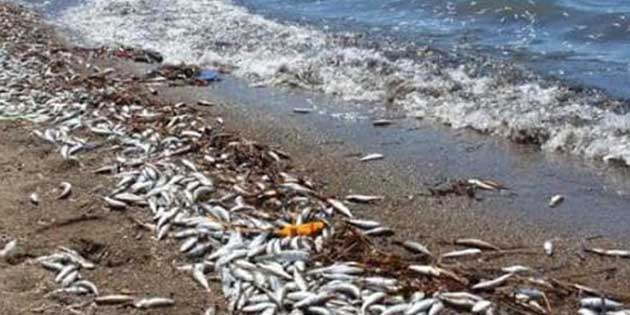 Binler, onbinler, yüzbinlerce balık telef oldu… Asi Nehri’nin Samandağ’da deniz