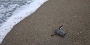 Yavru kaplumbağalar denizle buluştu
