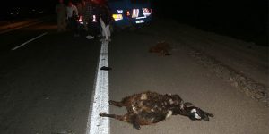 İki araç sürüye çarptı: 13 keçi telef oldu