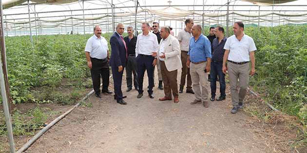 Amik Ovası’nda ilk kez muz üretimi gerçekleştirildi. Verimin yüksek olması,