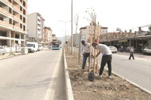 Refüjler ağaçlandırıldı …