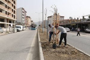 Refüjler ağaçlandırıldı …