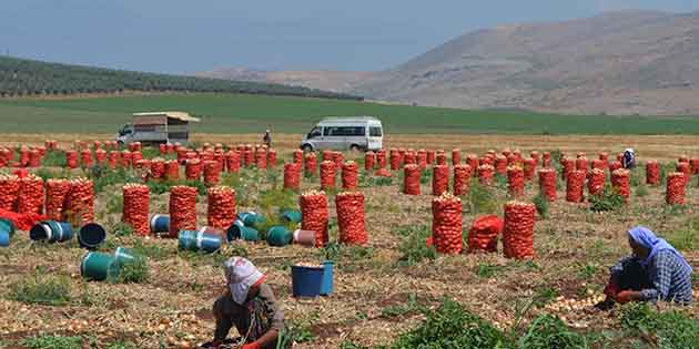 Hatay Tarımına ne katar? Hataylı çiftçinin de yakından izlediği, Cumhurbaşkanı