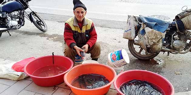 Sofralarda karabalık keyfi Onları,