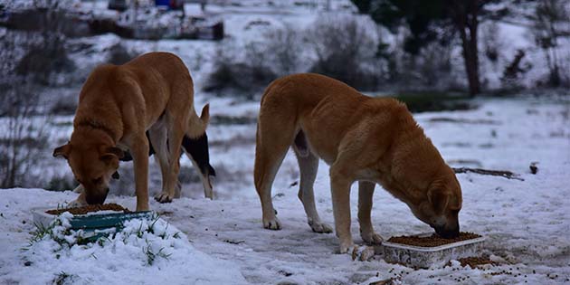 Antakya’da o kadar çoklar