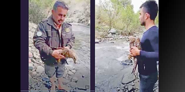 Piknik yapmak üzere Amanoslara çıkan bir gezici ekip, yaralı bir