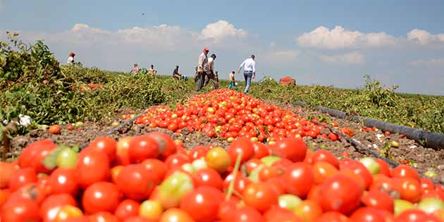 İhracatında Lideriz Türkiye’nin yaş