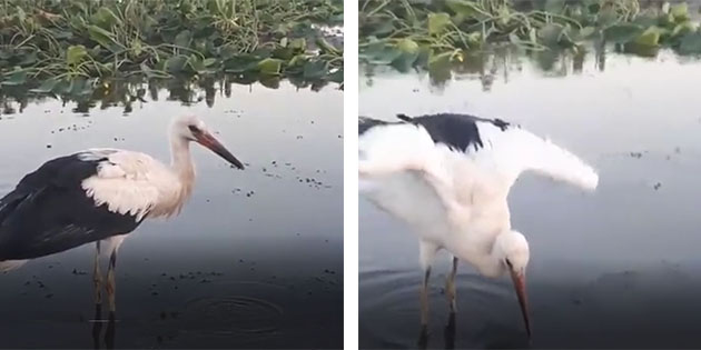 Adrese Teslim, Tedavi ve Doğaya… Suriye’nin, Türkiye güvenlik kuvvetlerince güvenli