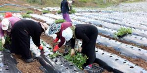Hatay Büyükşehir Belediyesi’nden Yayladağı çilek üreticilerine destek