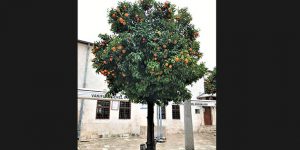 Meyve veren ağaçlar