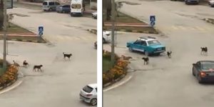 Bulvarda, Caddede başıboş köpek sürüsü…