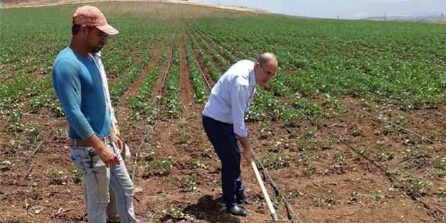 Tarlada kürek sallıyor… Kırıkhanlı