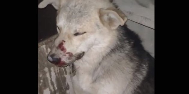 Altınözü ilçesinde işkence yapılıp çöp konteynerine atıldığı iddia edilen köpek