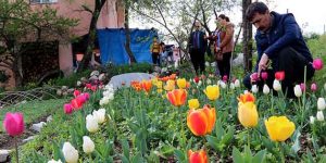 Lale Soğanları İlk Ürünlerini Verdi