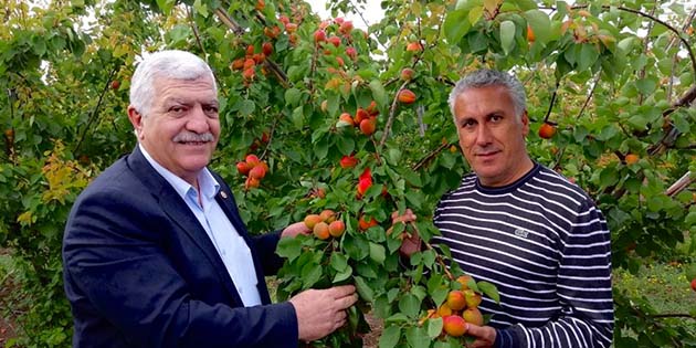 CHP Hatay Milletvekili İsmet Tokdemir, Amik Ovası’nda kayısı üreticilerini ziyaretinde,