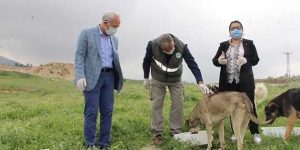 Tosyalı: Hayvanlara Sahip Çıkmak İnsani Görevdir