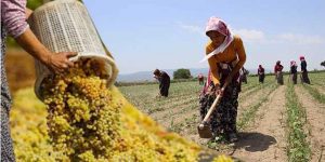 En Ucuz İşçilik Hatay’da